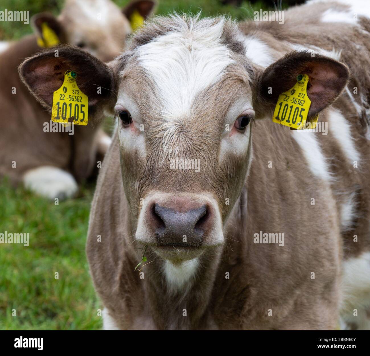Calf head close up facing camera with two or 2 ear tags. Stock Photo