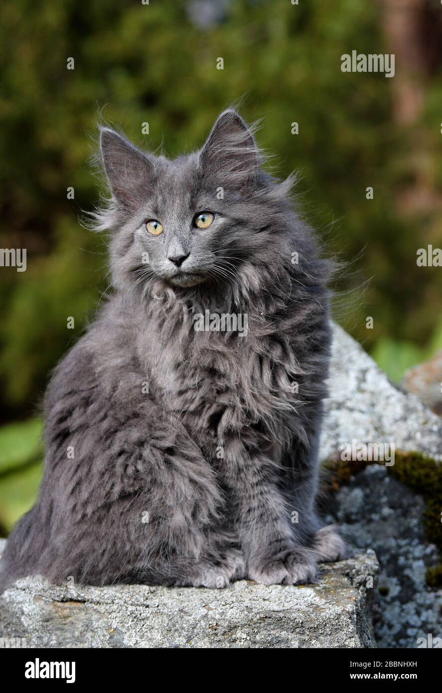 Some months old norwegian forest cat male kitten sitting on a stone in garden on a sunny spring day Stock Photo