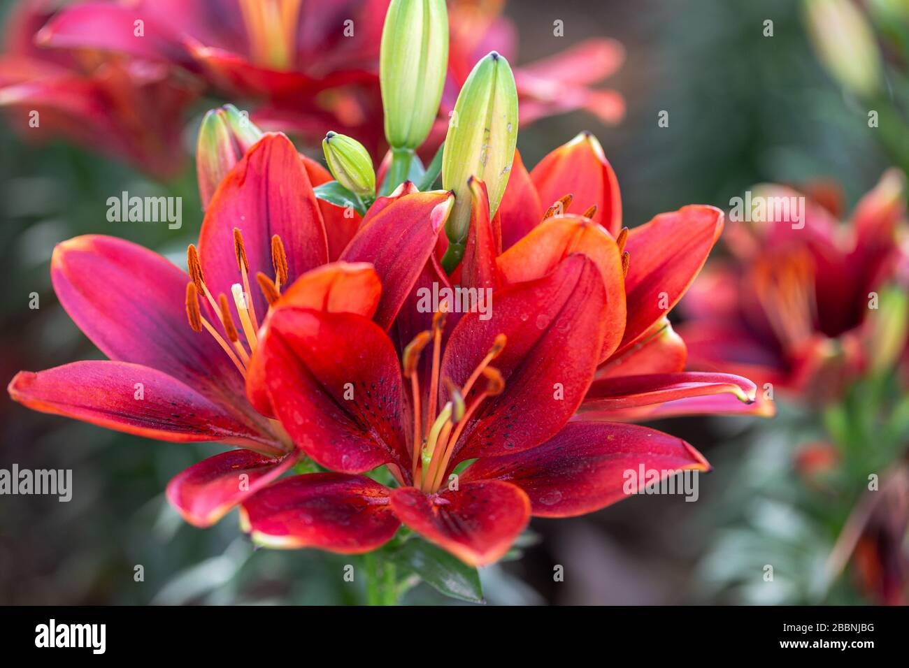 Lily flower and green leaf background in garden at sunny summer or spring day. Lily Lilium hybrids. Stock Photo