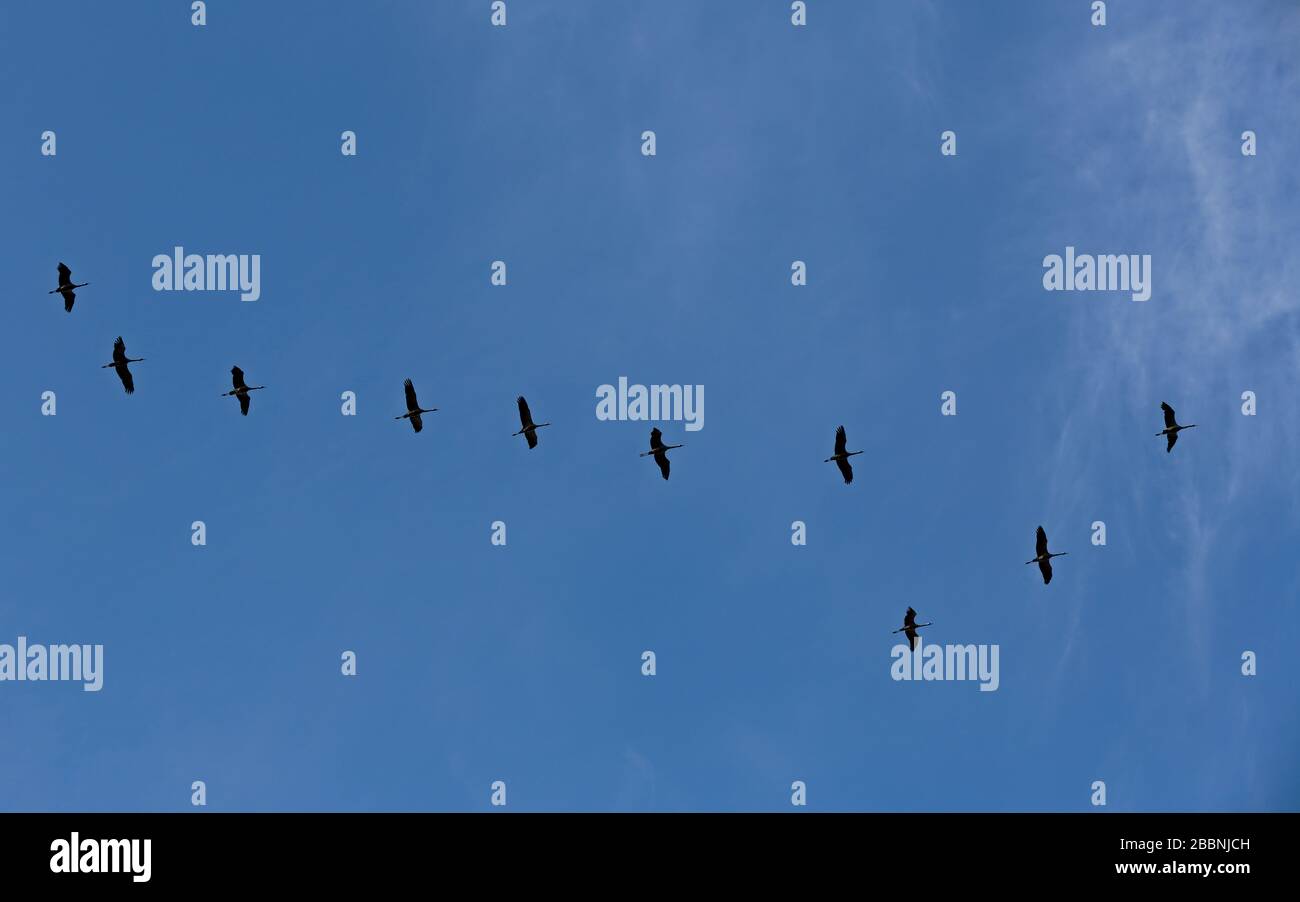 A migrating flock of cranes flying high in sky in spring Stock Photo