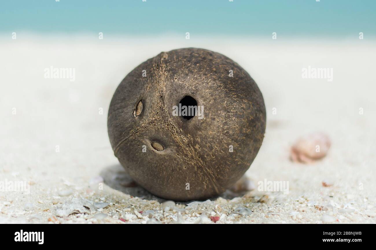 A coconut shell in white sandy beach Stock Photo