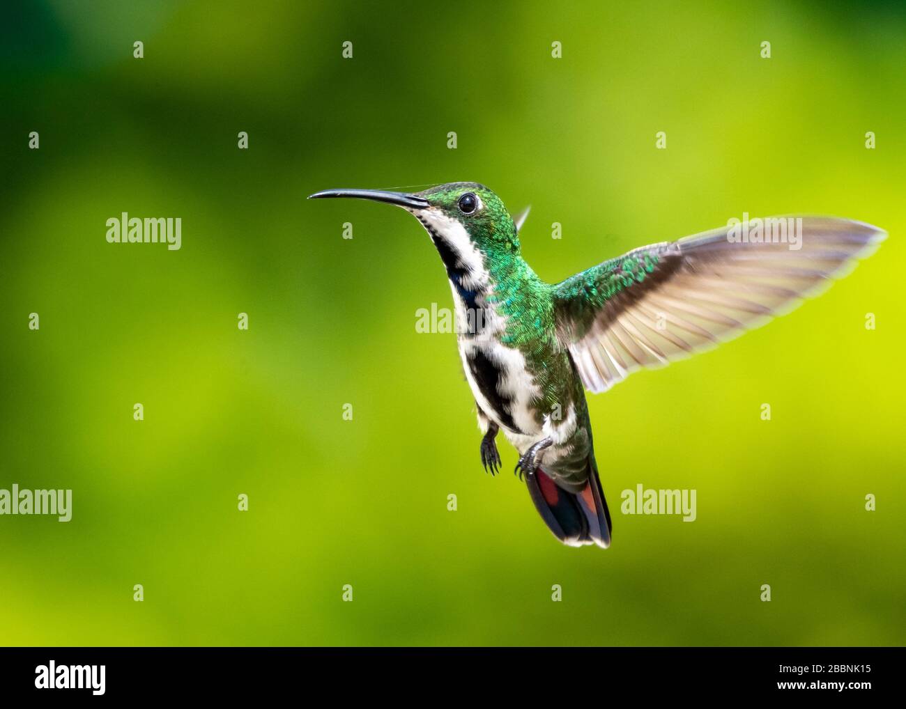 A female Black-throated Mango hovering in the air with a green background. Stock Photo