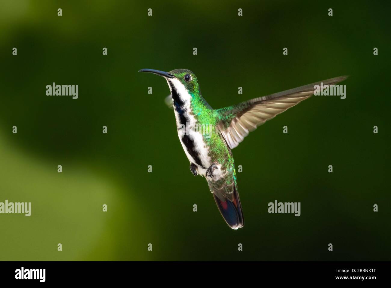 A female Black-throated Mango hovering in the air with a green background. Stock Photo