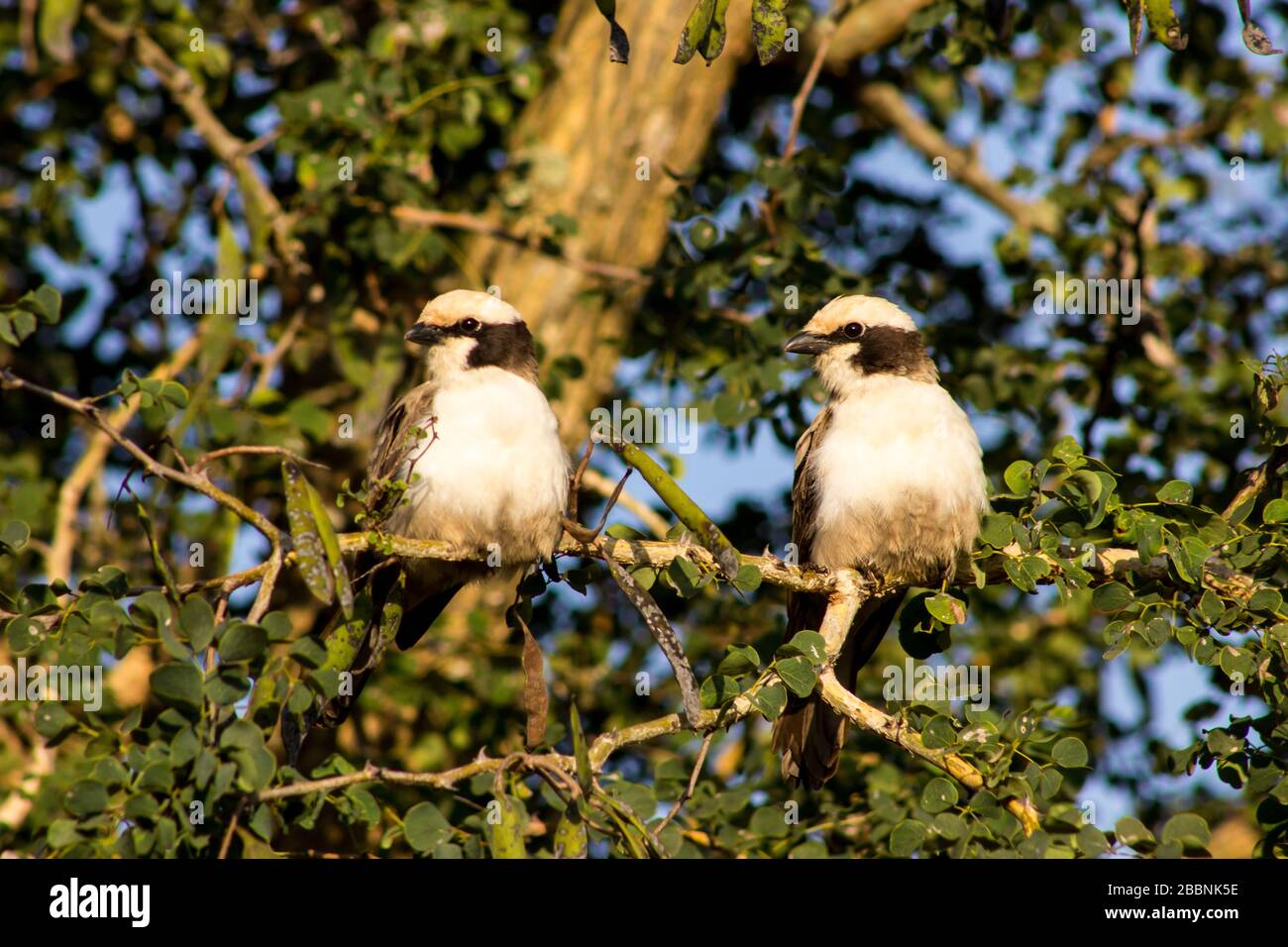 Two Southern white-crowned shrikes (Eurocephalus anguitimens) perched in a thorn tree, both looking towards the left, in the Kruger National Park Stock Photo