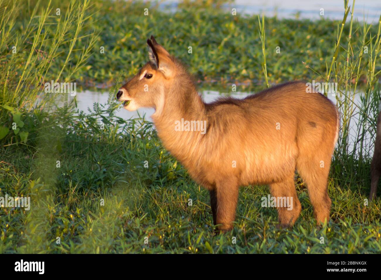 A young Waterbuck (Kobus ellipsiprymnus) in grazing in the new growth on the flood plain of the Olifants River in the Kruger National Park Stock Photo
