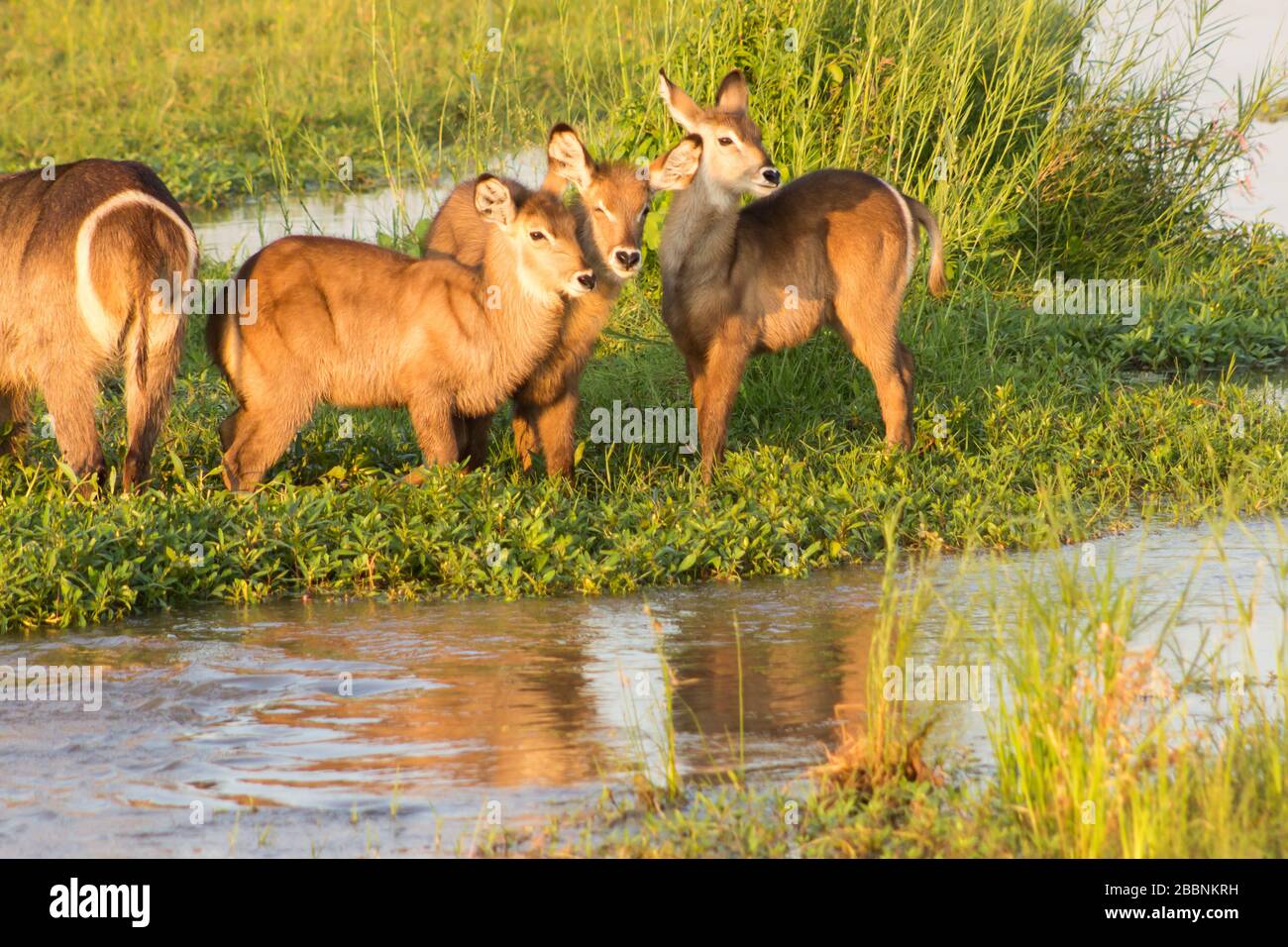 A group of Waterbuck calves (Kobus ellipsiprymnus) standing closely together on an sandbank in the Olifants River in the Kruger National Park Stock Photo