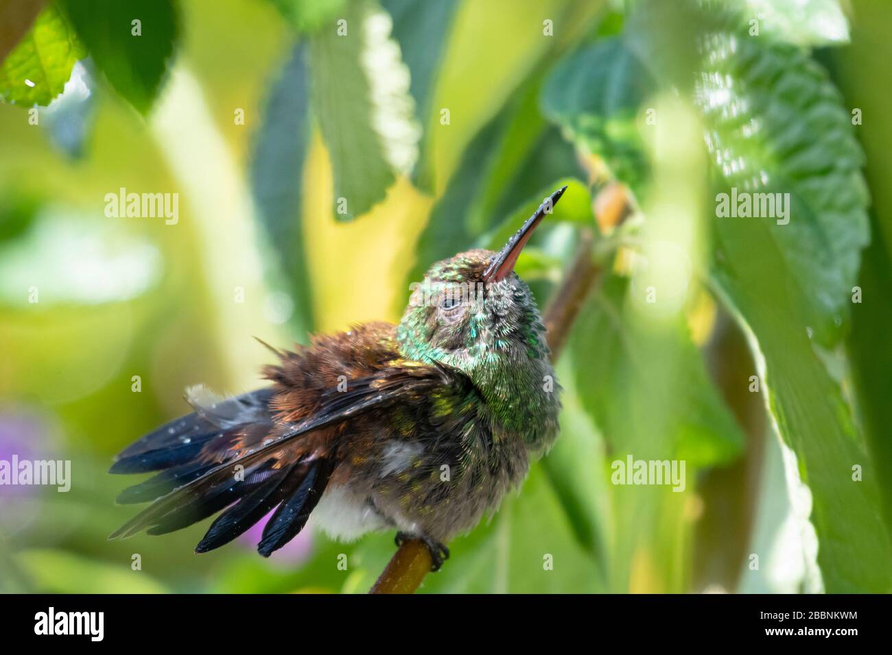 A juvenile Copper-rumped hummingbird fluffling his feathers after bathing in a rainstorm. Stock Photo