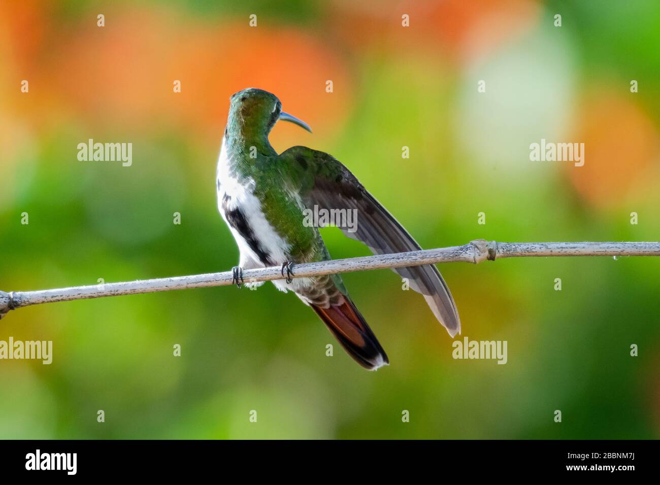 A female Black-throated Mango looking back to defend her territory with a honeysuckle plant blurred in the background. Stock Photo