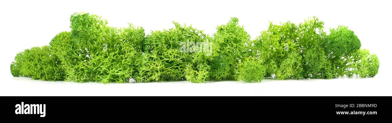 Reindeer moss isoladet on white background Stock Photo
