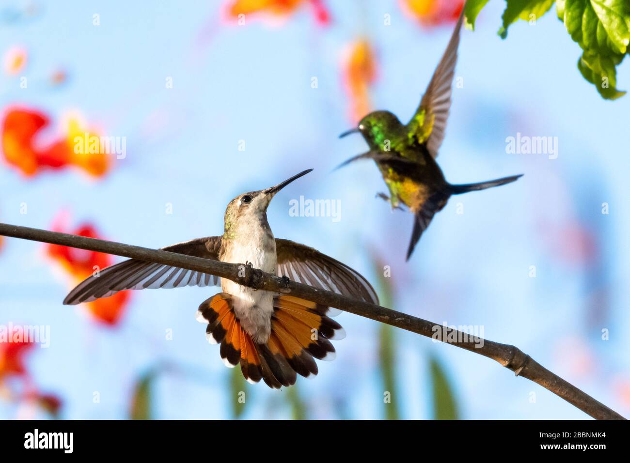 A Ruby Topaz hummingbird defending her perch from a Copper-rumped hummingbird in the early morning. Stock Photo