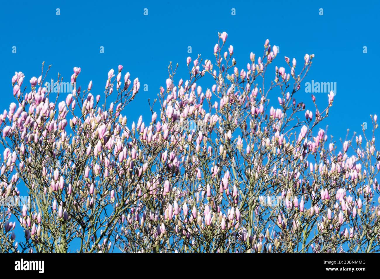 Blossoming spring Magnolias (named after French botanist Pierre Magnol) on a blue sky Stock Photo