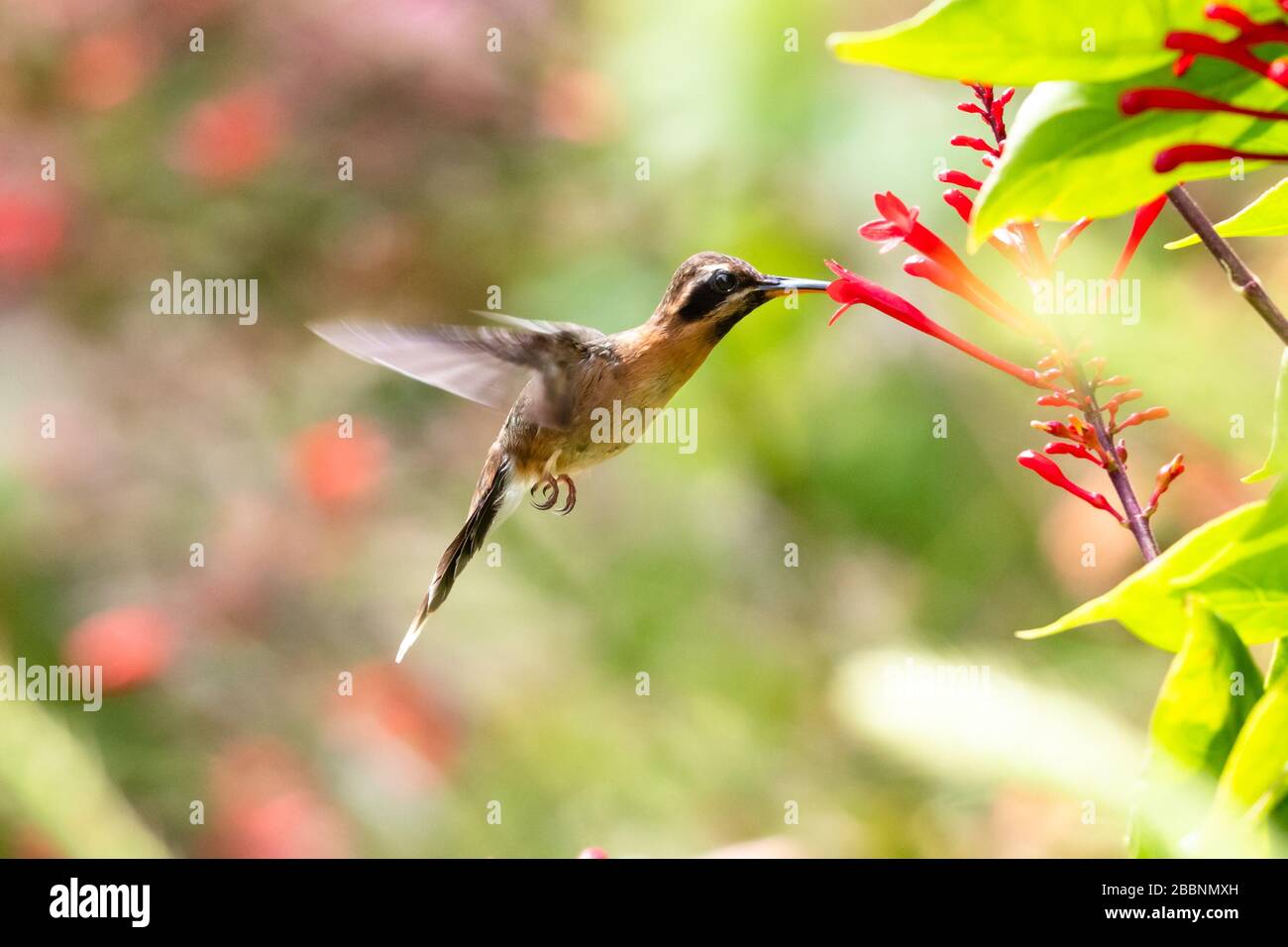 A Little Hermit hummingbird feeding on red tubular flowers with a flowerbed blurred in the background. Stock Photo
