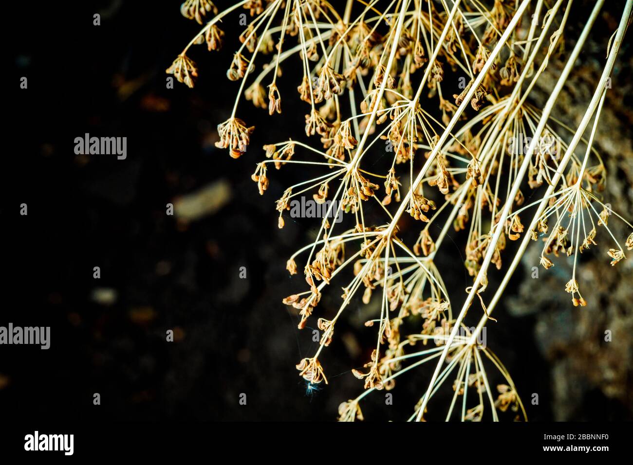 Dry dill seeds on a branch Stock Photo Alamy