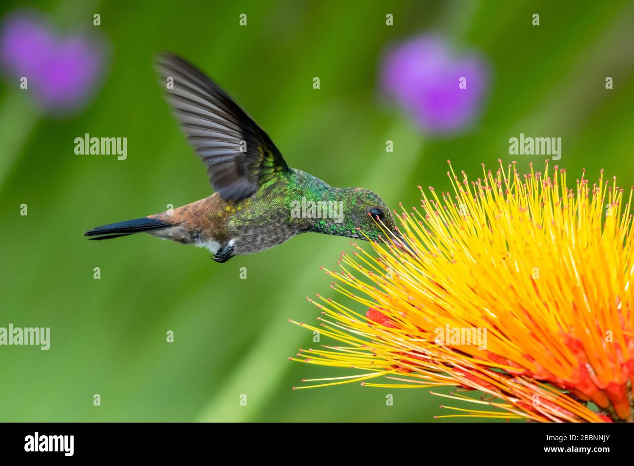 A juvenile Copper-rumped hummingbird feeding on the exotic Combretum (fire plant) flower with flowers blurred in the background. Stock Photo