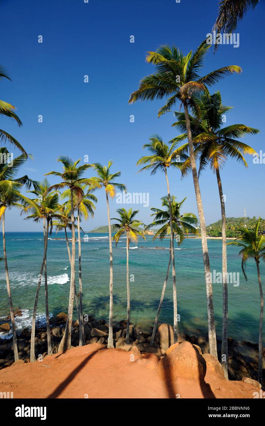 Sri Lanka, Mirissa, coconut tree hill, palm trees Stock Photo