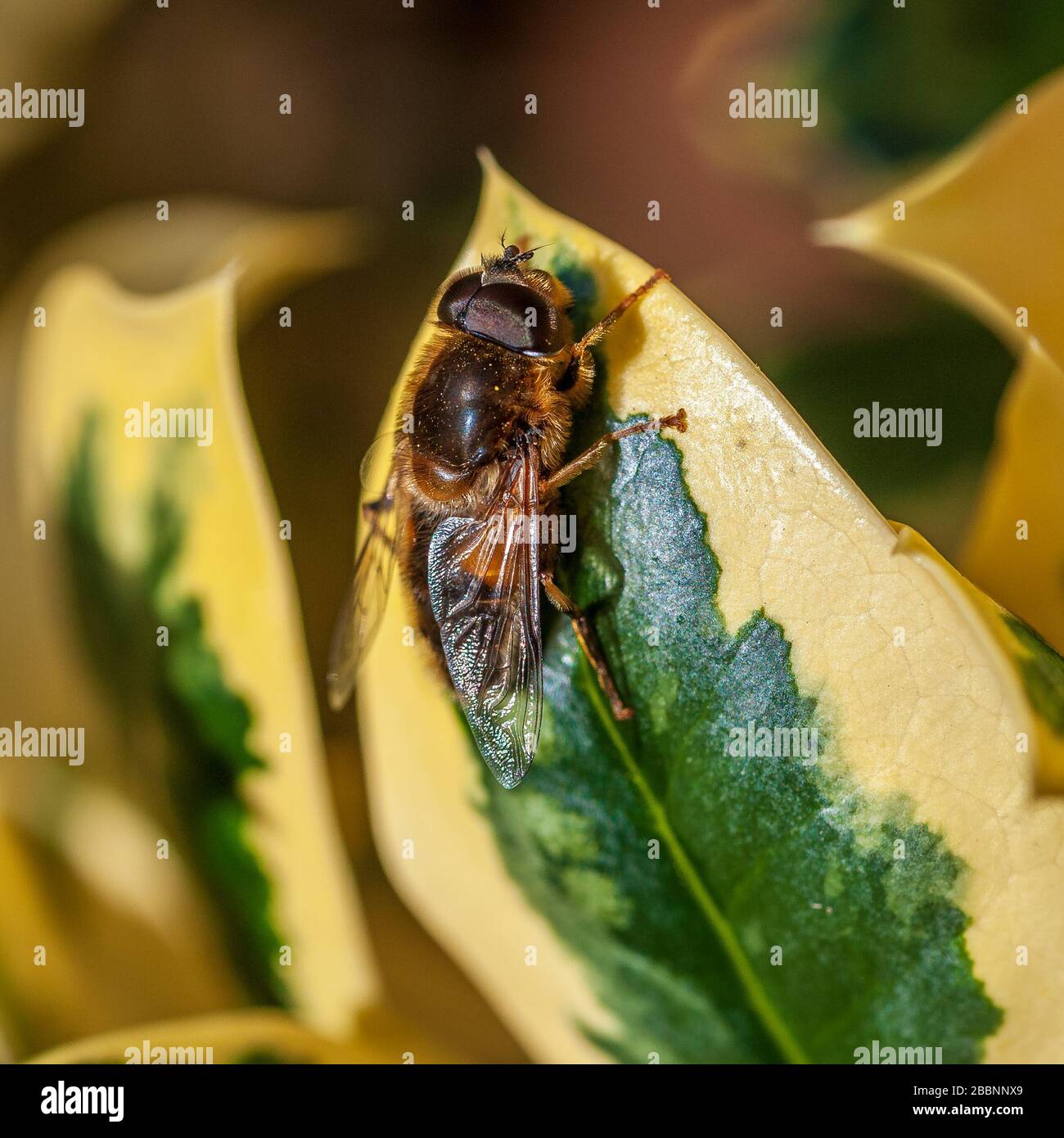 Hairylegged horsefly settled on a variegated ivy leaf Stock Photo Alamy