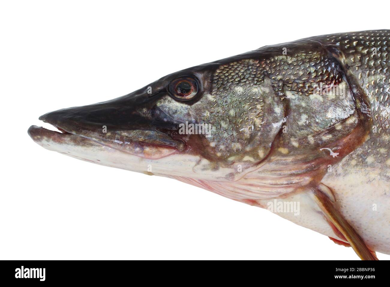 Pike head close up isolated on white background Stock Photo - Alamy