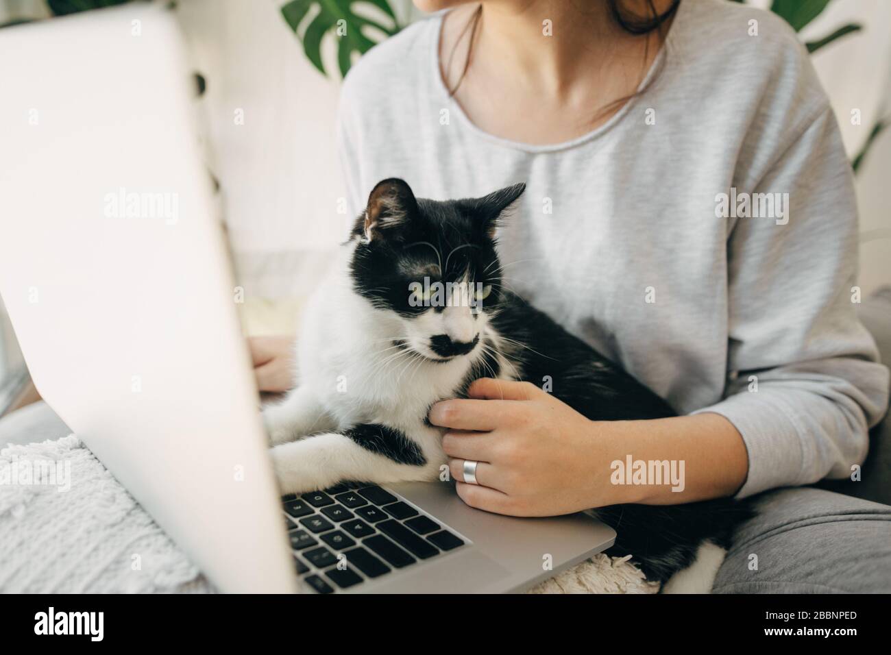 Casual girl working on laptop with her cat, sitting together in modern ...