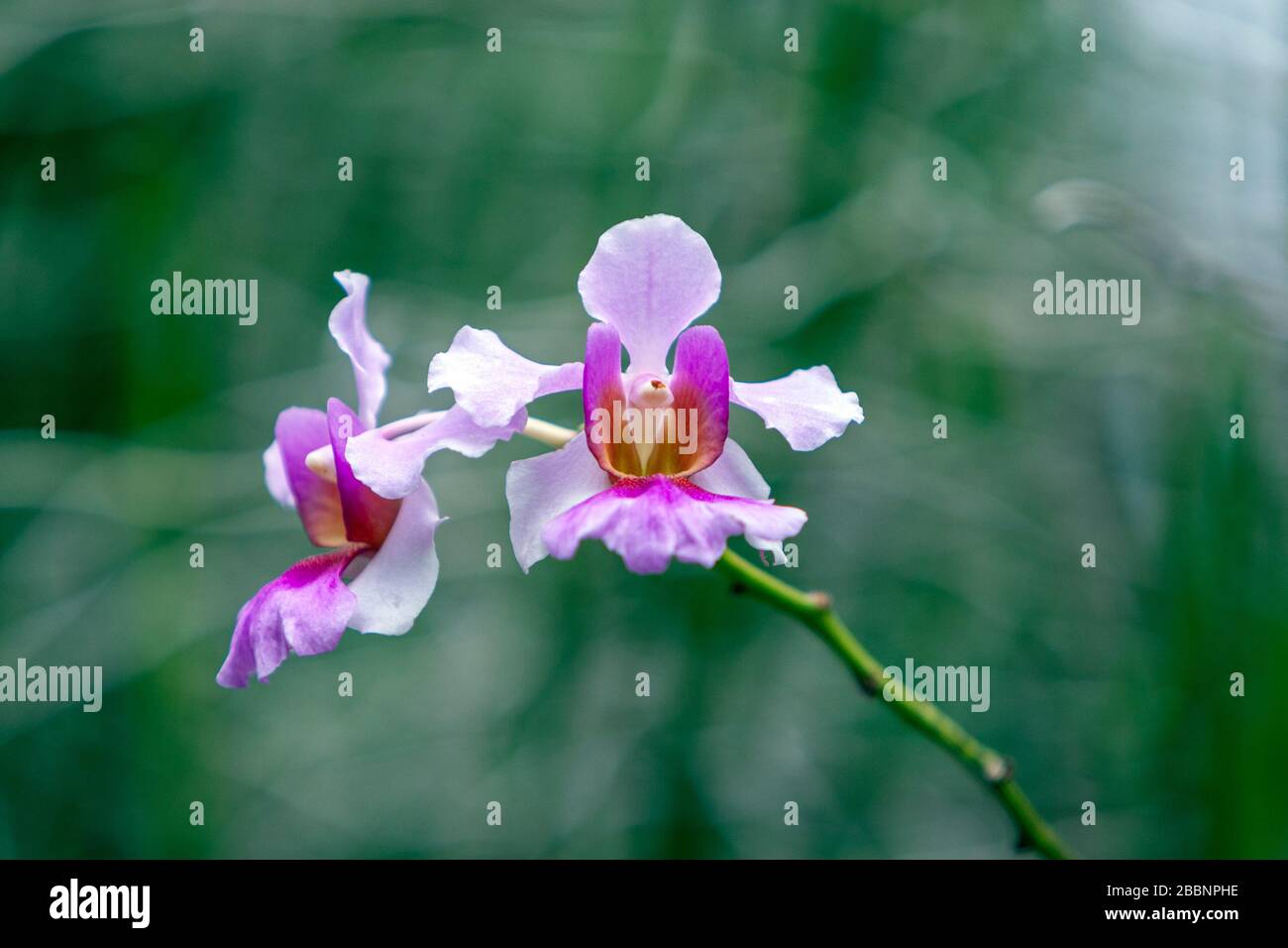 Orchid plants in National Orchid Garden, Singapore Botanic Gardens