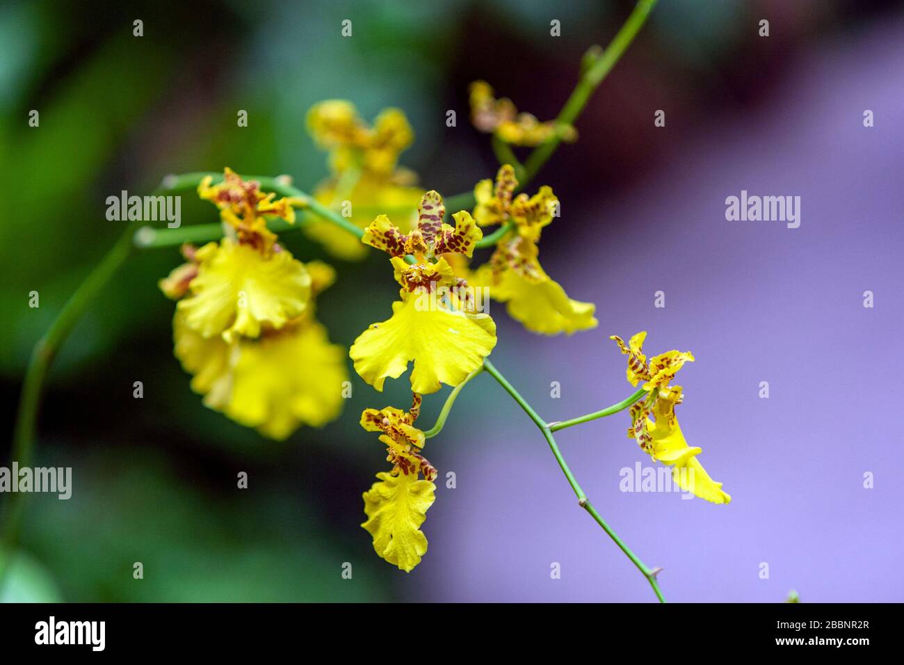 3 Golden Shower or Dancing Lady Orchid (Oncidium Goldiana), Orchid plants in National Orchid Garden, Singapore Botanic Gardens, Singapore Stock Photo