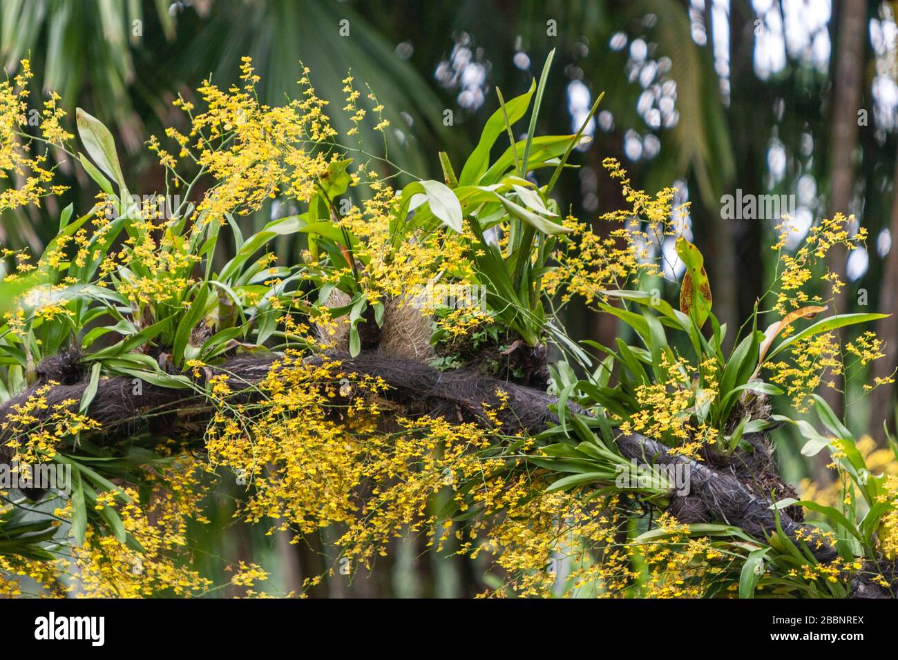 Orchid plants in National Orchid Garden, Singapore Botanic Gardens