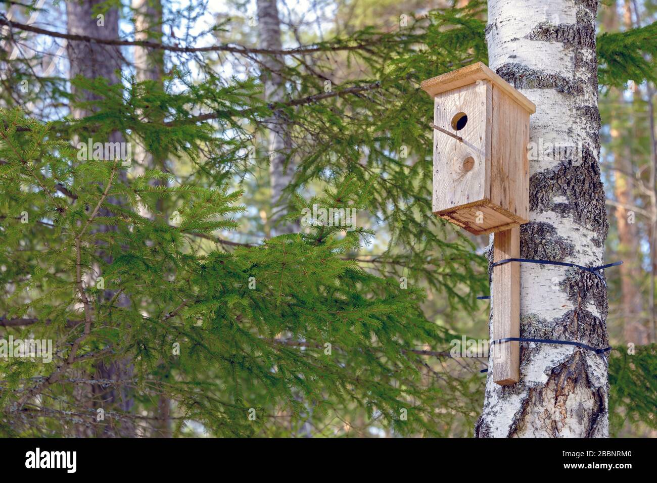 A homemade birdhouse hangs from a tree in a coniferous forest on a sunny day. Stock Photo
