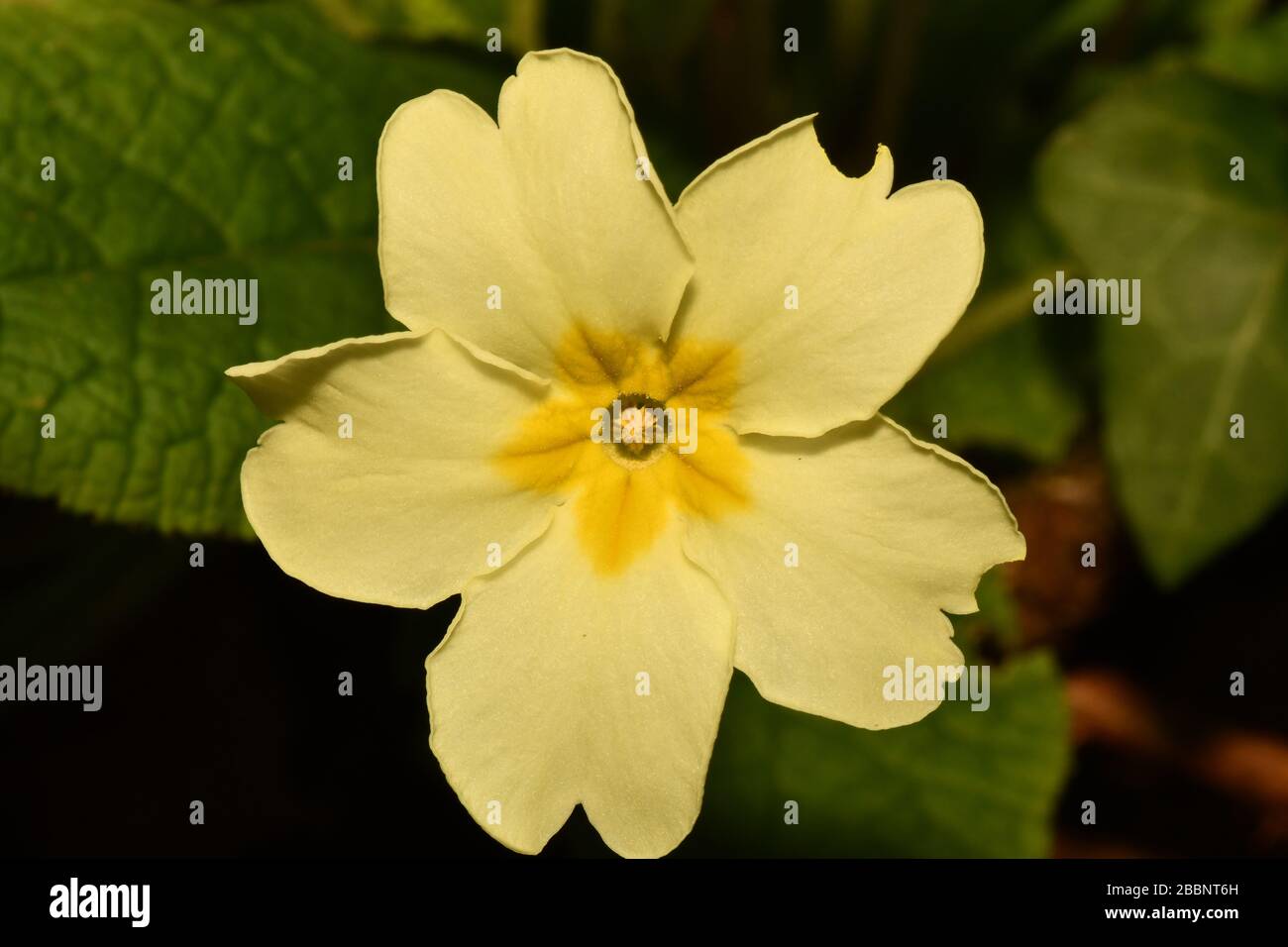 Primrose 'Primula vulgaris'. Close up of centre of flower showing thrum eyed centre (anthers) which enables cross pollination in Spring. Stock Photo