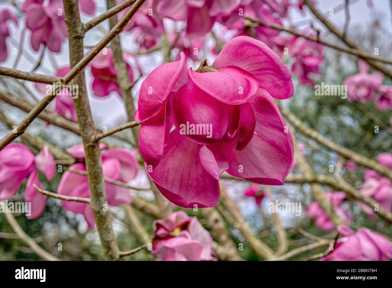 Beautiful large pink Magnolia tree in full blossom with just one ...