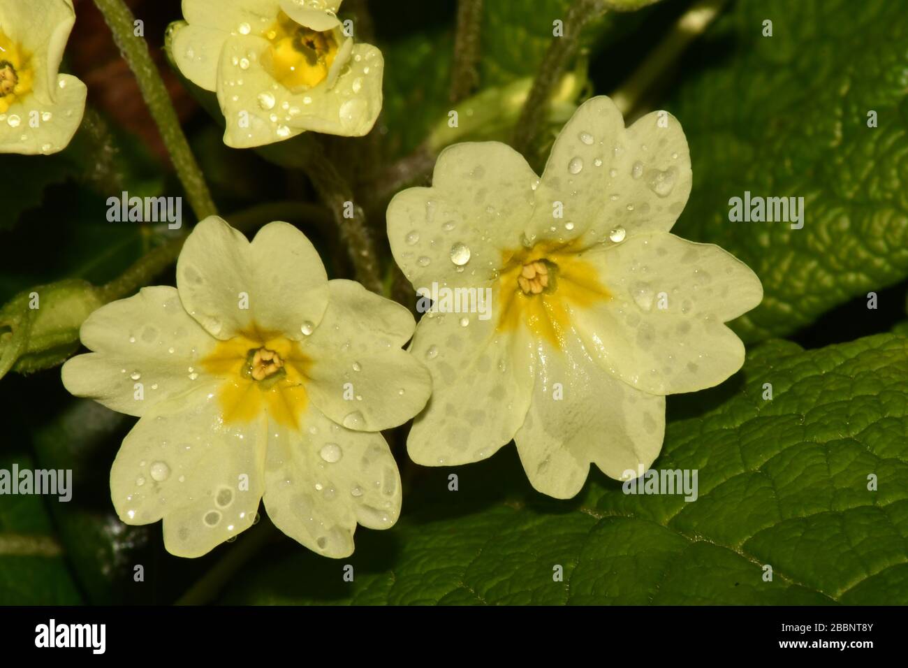 Primrose 'Primula vulgaris'. Close up of centre of a pair of flowers showing thrum eyed centre (anthers) which enables cross pollination in Spring.Aft Stock Photo