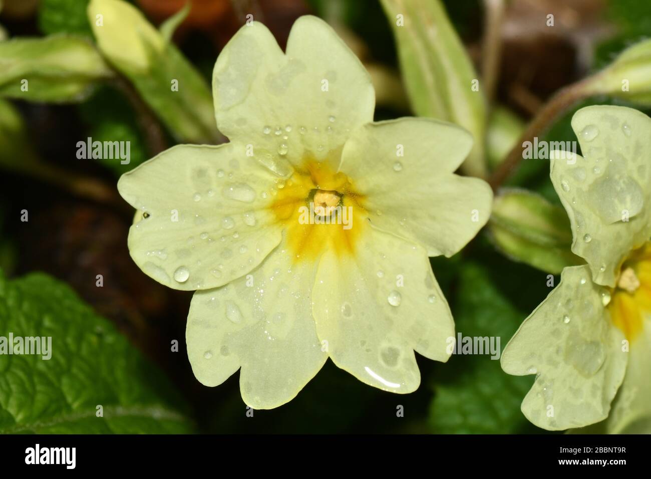 Primrose 'Primula vulgaris'. Close up of centre of flower showing thrum eyed centre (anthers) which enables cross pollination in Spring, after a showe Stock Photo