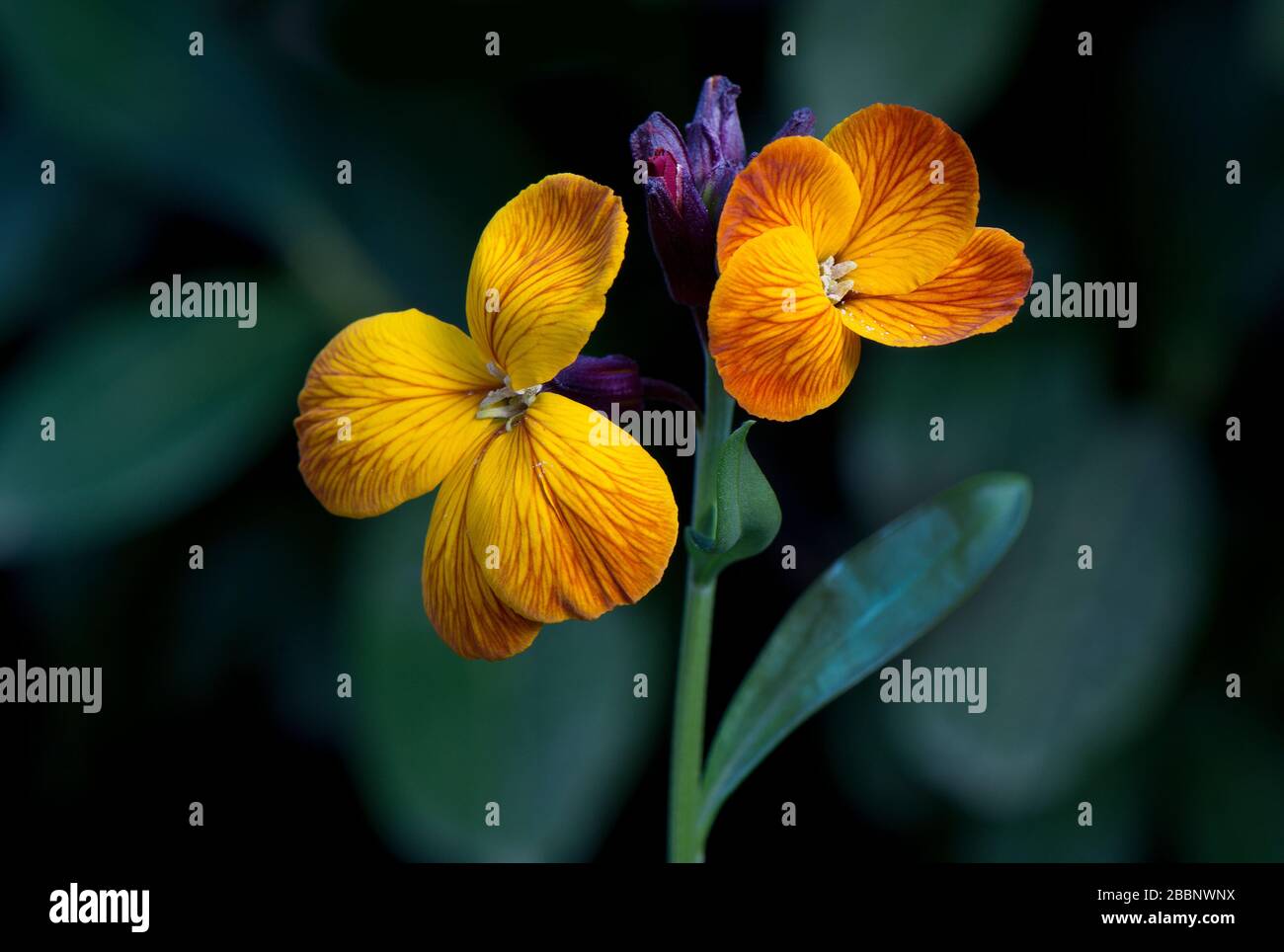 Flowers of Cheiranthus cheiri Stock Photo