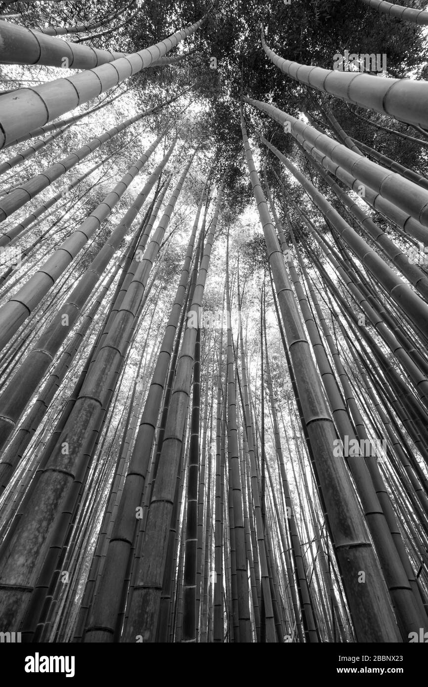 Japan, Kyoto – April 5, 2018: Looking up the bamboo Forest of Arashiyama. Stock Photo