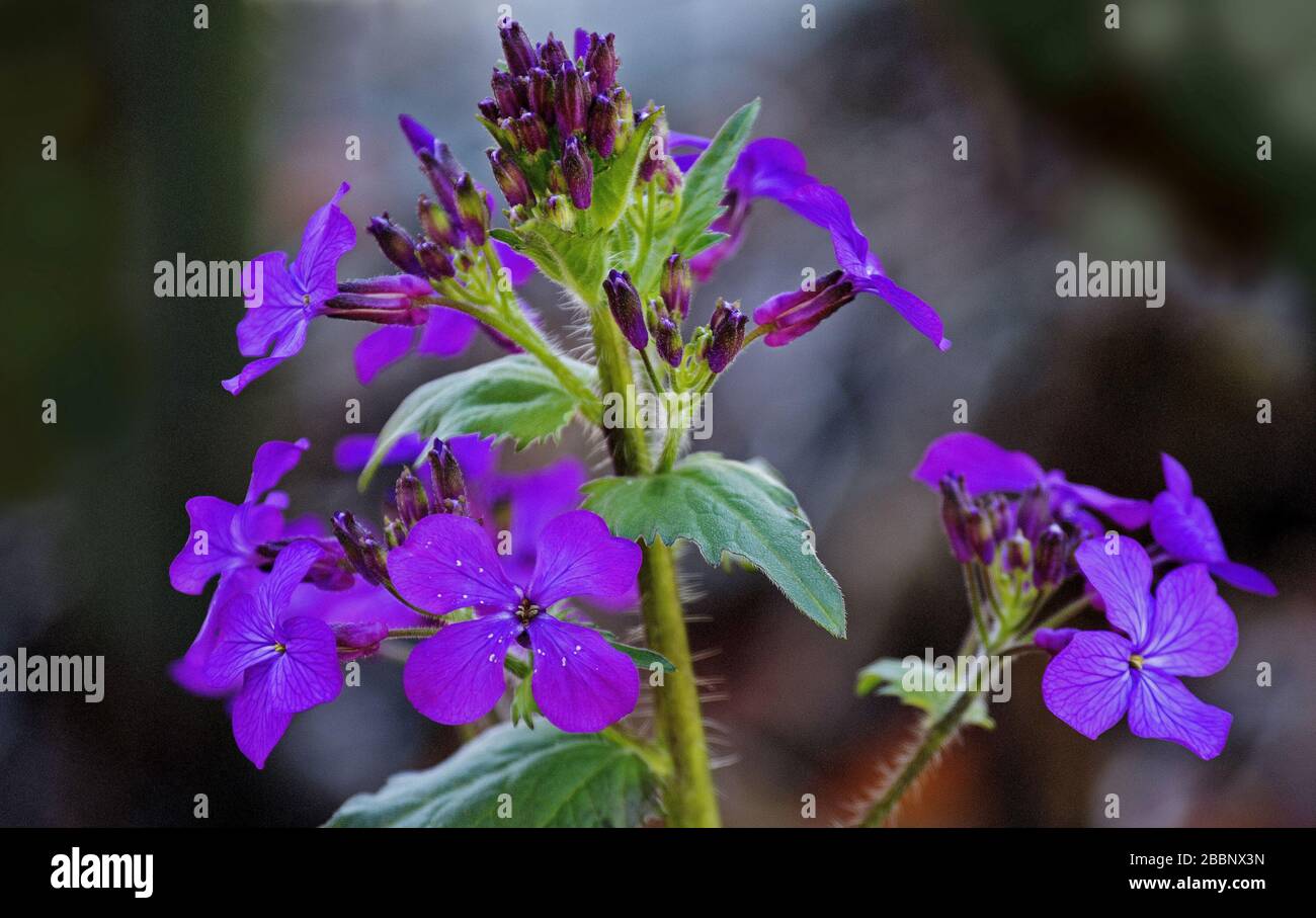 Flowers of Lunaria Stock Photo - Alamy