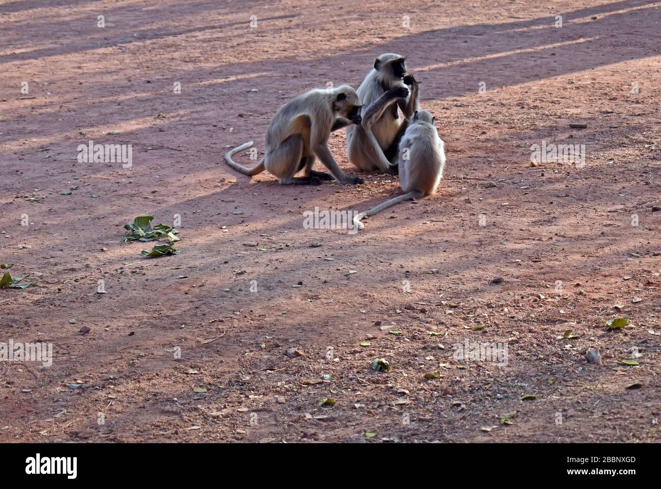 Monkey jodhpur rajasthan india hi-res stock photography and images - Alamy