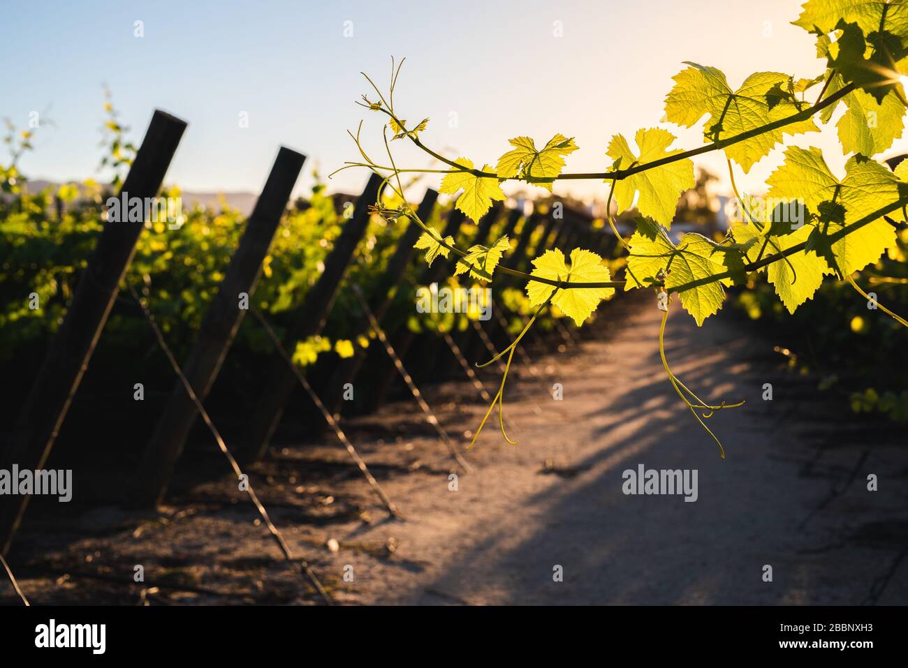 vinyard from chile on the summer time Stock Photo
