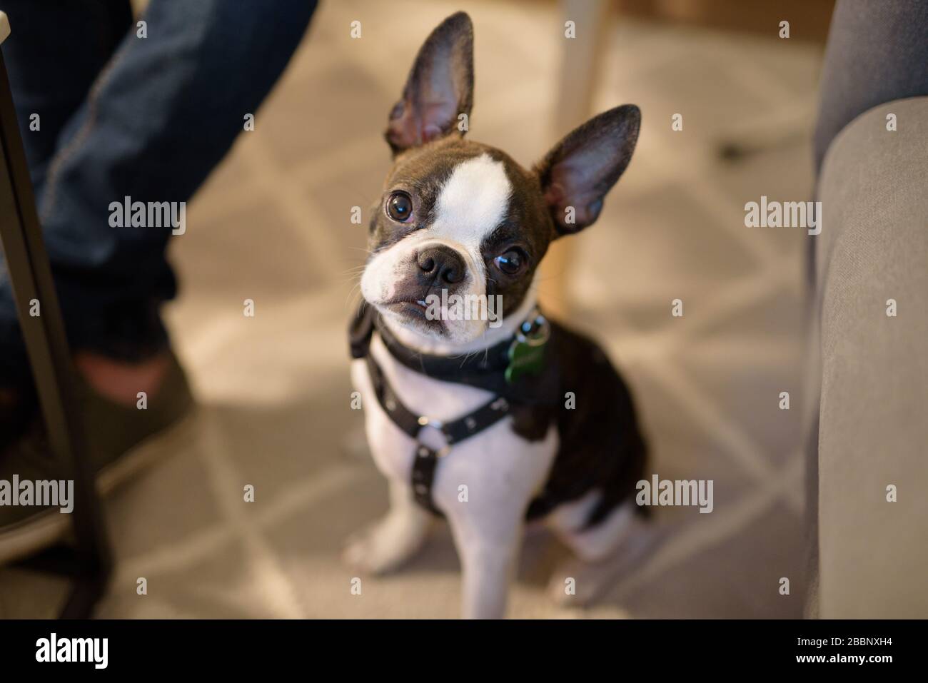 a tiny Boston terrier looking with tender face Stock Photo