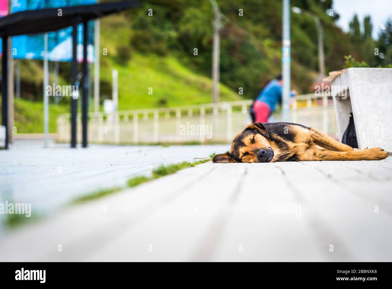 Street dog sleeping on the pavement Stock Photo