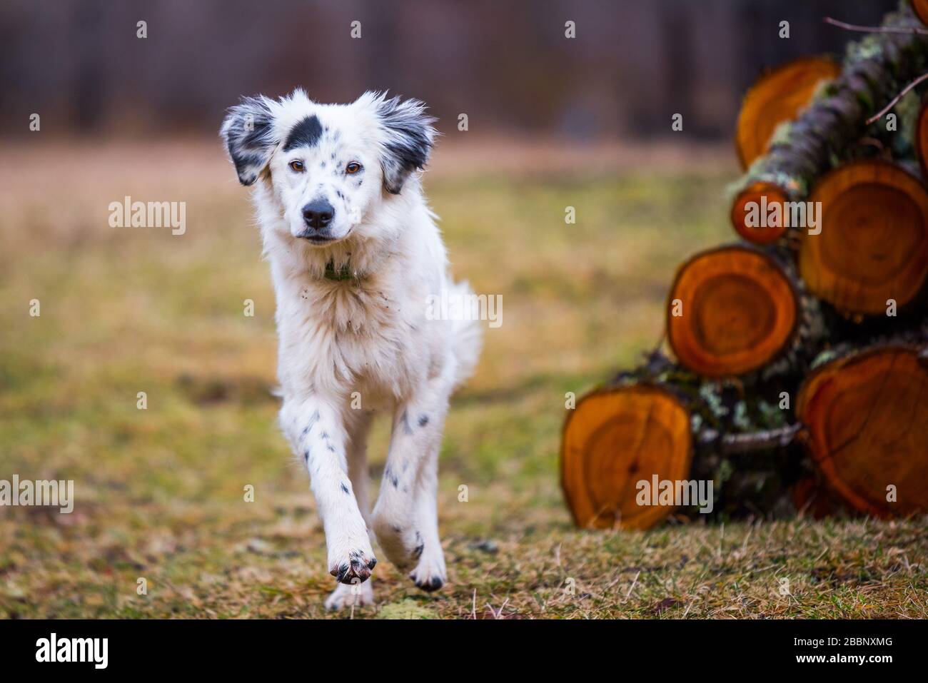 a dog running to his owner Stock Photo