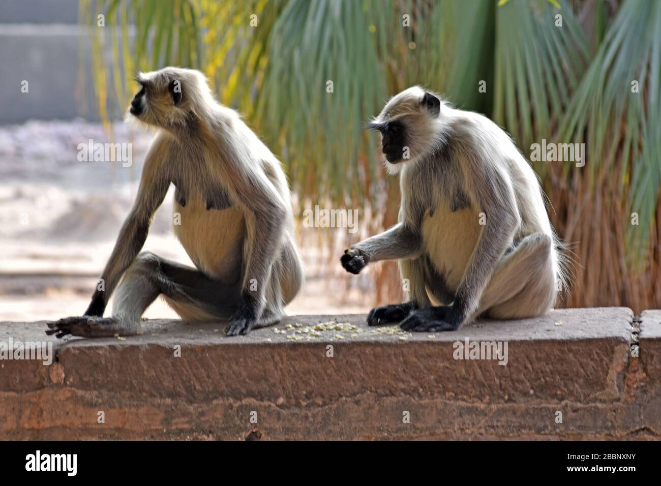 Monkey jodhpur rajasthan india hi-res stock photography and images - Alamy