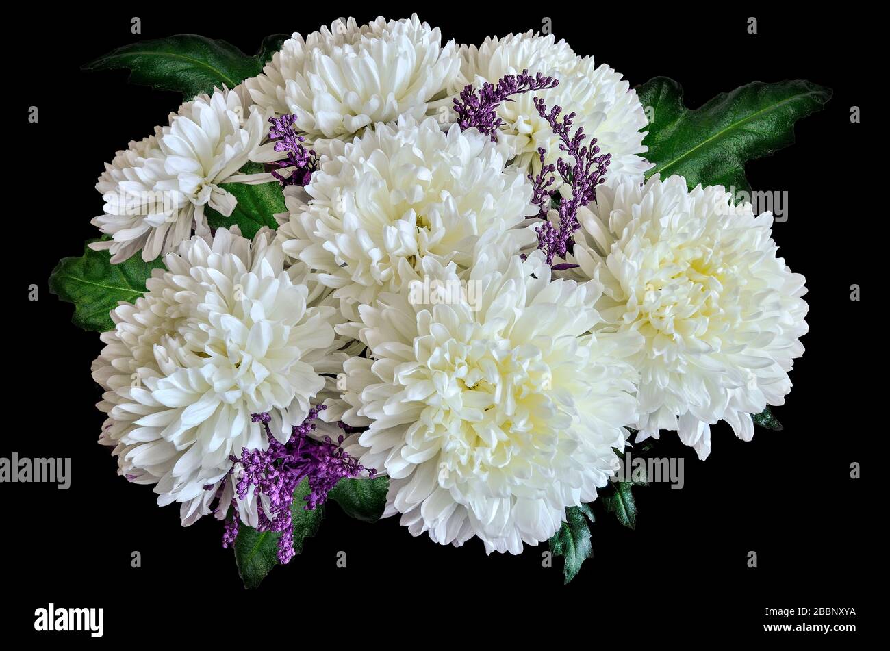 Vintage floral design - white chrysanthemum flowers bouquet with green leaves close up, on black background. Greeting card to any joyful or festive ev Stock Photo
