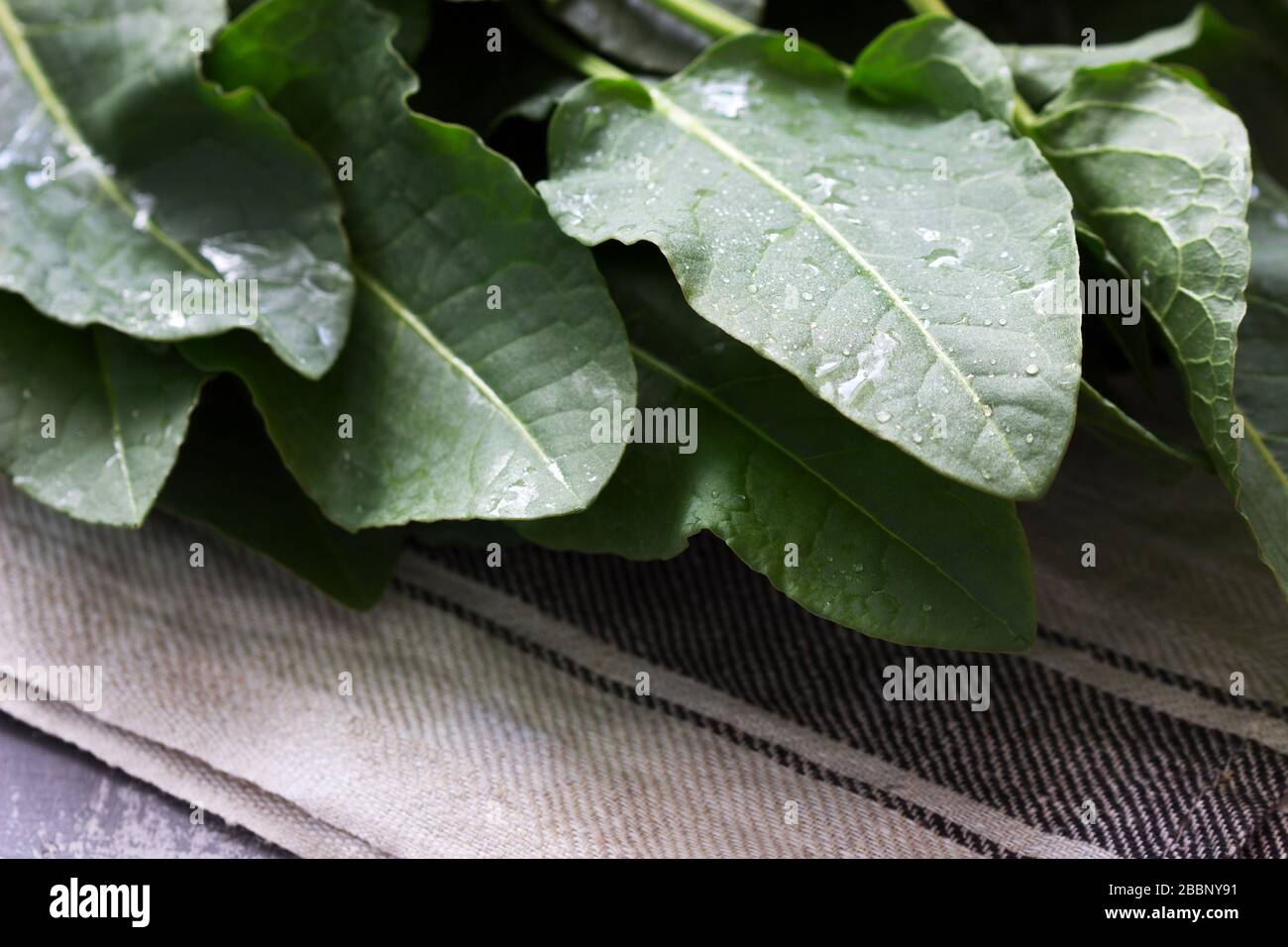 Wet large leaves and stalks of rumex. Stock Photo