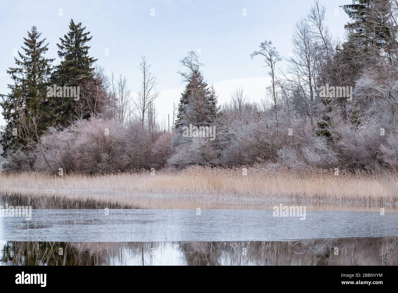 Landscape of a dry grass, a cane in the foreground, the forest on a background, grass is covered with hoarfrost, tranquillity Stock Photo