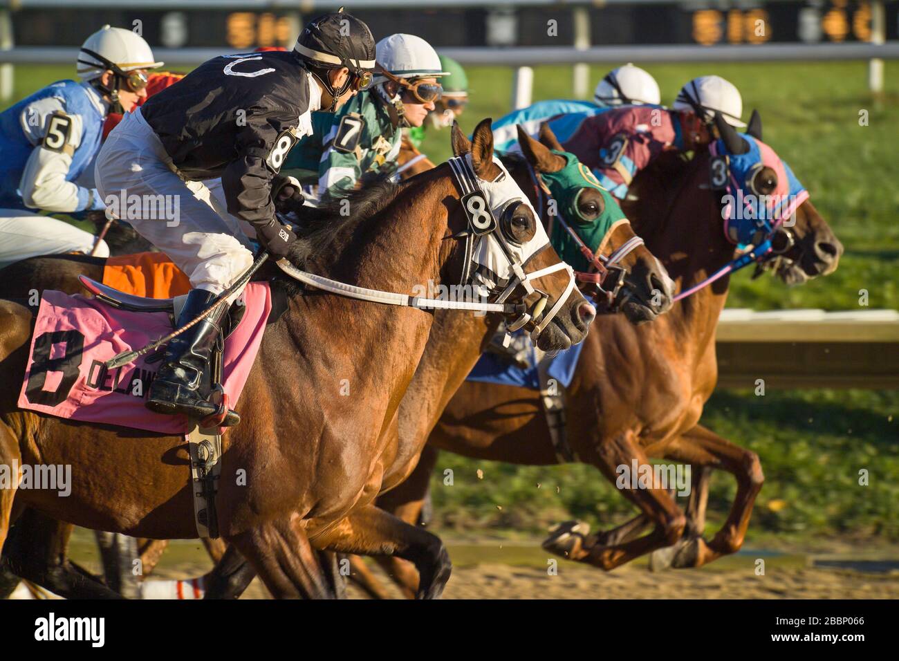 Tight group of jockeys on horses jostle for position at break from the starting gate. Stock Photo