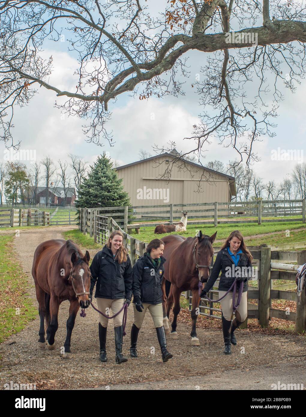 Teen girls equestrian team leading horses to pasture in winter Stock Photo