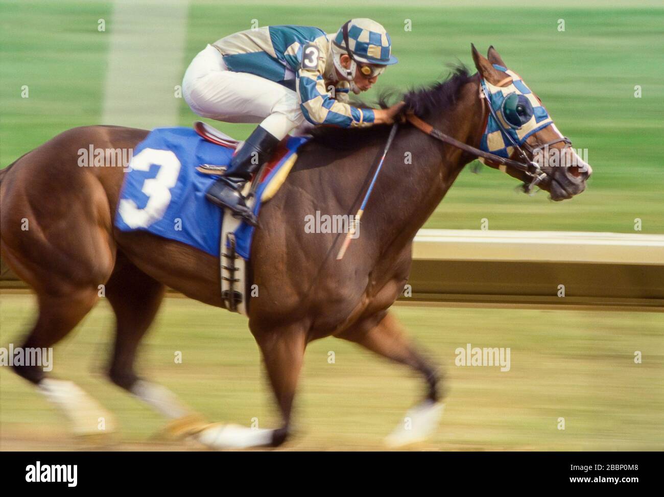 Jockey riding Thoroughbred race horse to the wire Stock Photo