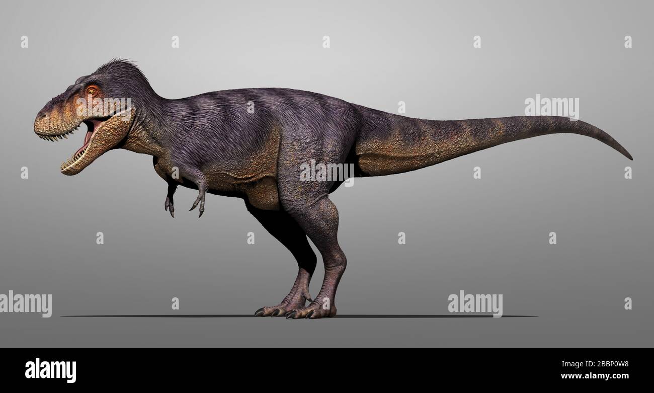 Tarbosaurus bataar a genus of tyrannosaurid theropod dinosaur Stock Photo