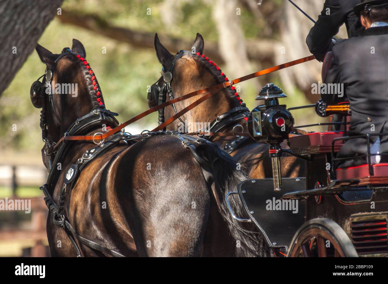 Well turned out team pulling a carriage at combined driving horse event competition Stock Photo