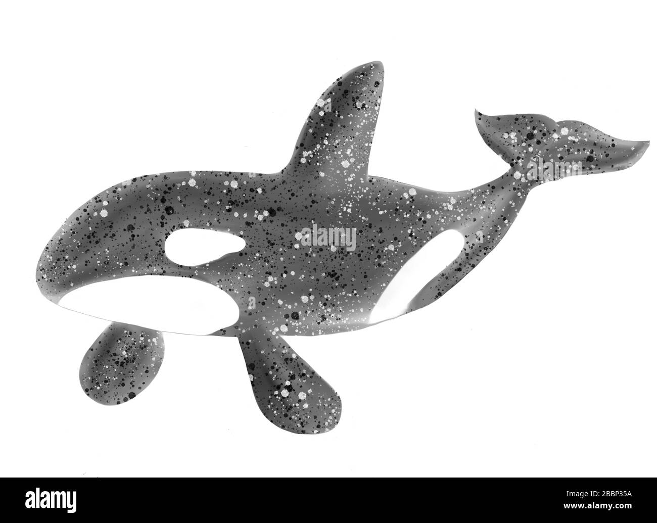 Isolated digital watercolor illustration. Killer whale orca, grampus on white background. Stock image. Stock Photo