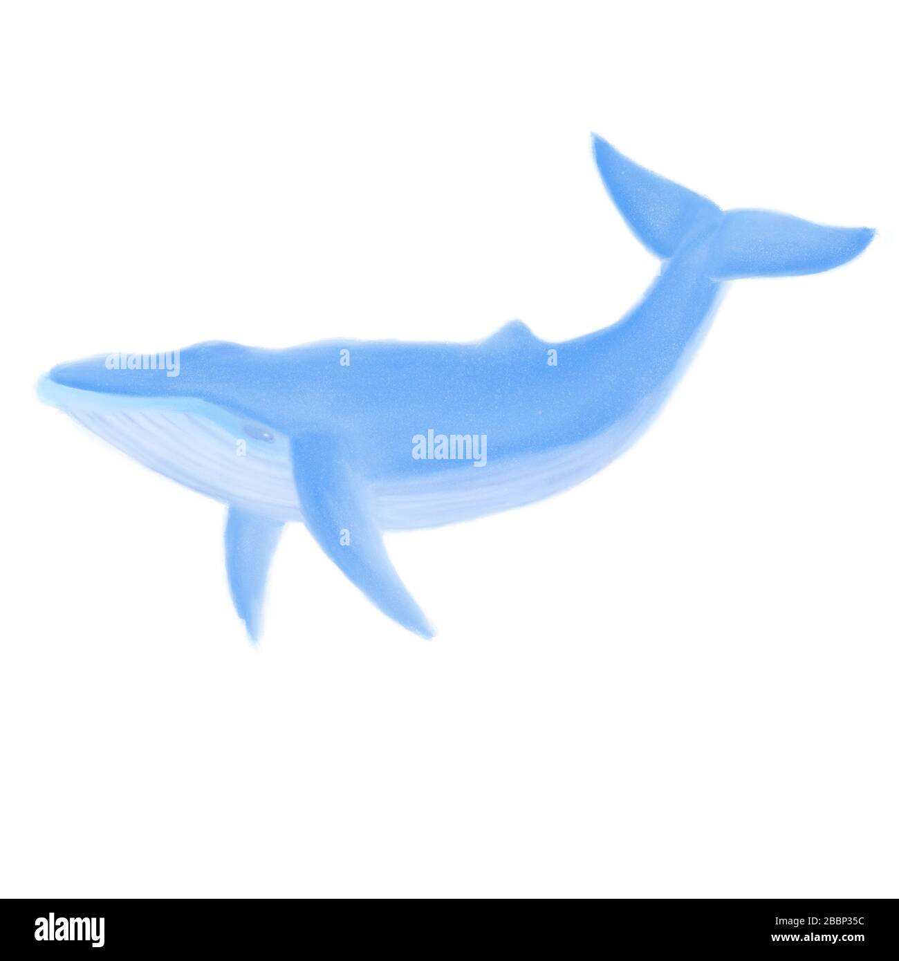 Isolated digital illustration. Humpback blue whale on white background ...