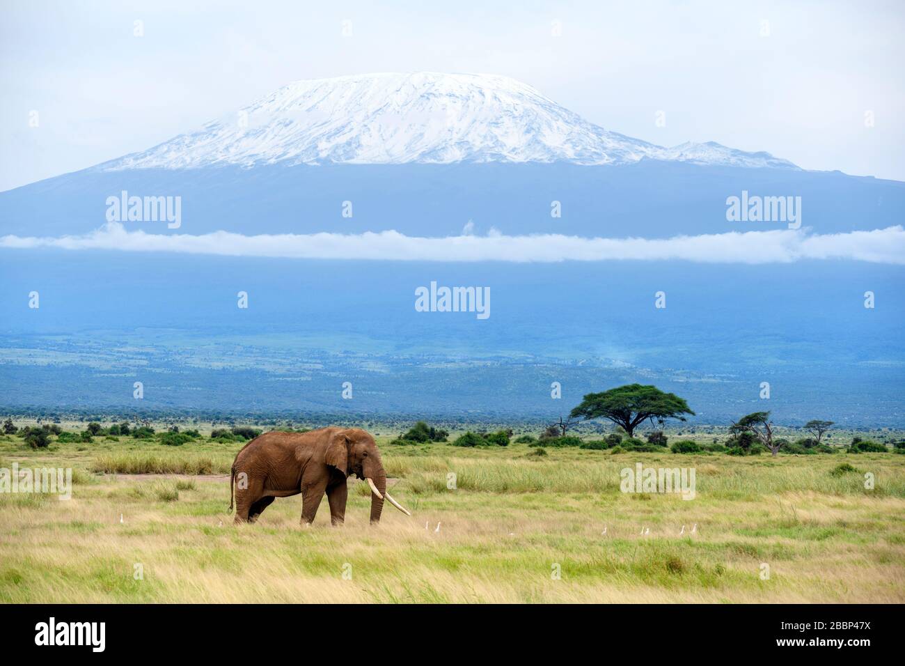 African bush elephant (Loxodonta africana) with Mount Kilimanjaro behind, Amboseli National Park, Kenya, Africa Stock Photo